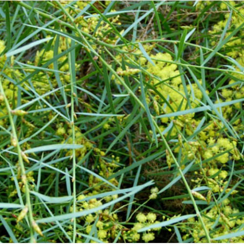 Acacia Flinders Range Wattle x 1 Weeping Plants Yellow Flowering Flowers Native Shrubs Willow Hardy Bird Attracting Hedge Screening iteaphylla